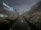 Sakura blooming over a river!