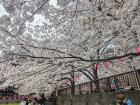 A closer look at the sakura blooming above Nakameguro river