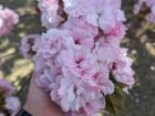 The size of a single sakura bloom cluster!
