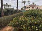 Since I don’t have any photographs of the current state of our orange trees, this is a photo from an orchard that I toured at the beginning of my semester!