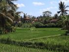 A rice paddy - this one is in Bali but they are all over South East Asia