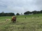 Lots of cows here, since dairy farms are a main driver of the economy in Cabeceras