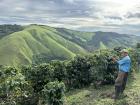 A coffee farm with a view! (Those things that look like bushes are coffee plants)