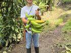 Some plantains I cut down from a tree that were later served for dinner!