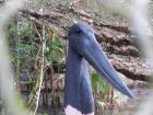 Kevin the jabiru stork at the Belize Zoo