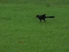 This great-tailed grackle was walking along happily through my yard. They are often identified by their distinct high-pitched scream