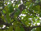 The Inca dove is quite common in Belize, and many mistake it for a pigeon