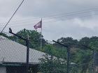 Notice the two great kiskadees on my fence! Can you identify the flag waving in the background?