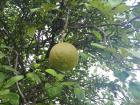 The sour orange trees in my backyard provide fresh fruit year-round