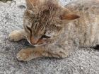 An employee of Cahal Pech greets visitors with a friendly "meow"