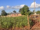 A field of mandioca. Flour from mandioca root is the main ingredient in chipa