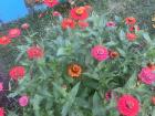 Jaqui's flowers in her garden at her house. She grows Zinnia, Hibiscus, and Roses 