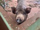 A big pig in the high school's barn