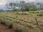  An experimental plot used for a veggie project in one of the school's fields