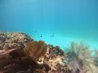 Some colorful fish and coral in the beautiful clear water
