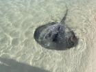 A southern stingray about three and a half feet wide swimming towards me