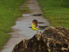 A great kiskadee outside my apartment