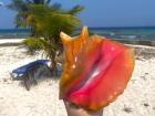 A freshly harvested conch shell, which is even more pink in person!