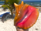A fresh conch 