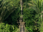 Hammock bridge