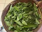 This basket is full of okra leaves which I used to make Dilele!