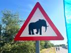 When you are in Kasane, look out for elephants crossing the road!