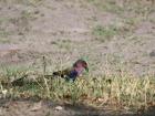 This is the Lilac Breasted Roller!