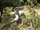 This bird is the Kori Bustard, the national bird of Botswana!