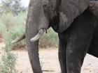 This elephant has two very big tusks!