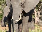 Look at this shy baby elephant hiding behind his mom's legs!