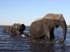 Did you know elephants can swim? Notice the baby is in the middle for protection