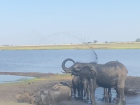 This elephant is using his trunk to throw muddy water on his back