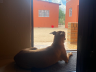 Spike is keeping watch of the yard from my front door!