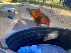 A nosy chicken investigating while I wash my laundry!