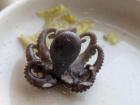 One of the small webbed foot octopus in the 칼국수 (Kalguksu)