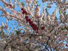 Cherry blossom with two different colored flowers