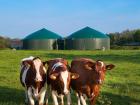  Holstein cows in Schleswig-Holstein