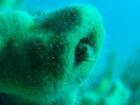 My favorite fish, the spiny headed blenny, peeking from small holes with it's comical eyes