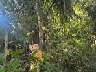 Scout has made it from Lima to the Amazon!
