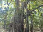 Roots that grow down from the tree to help stabilize the tree and gather nutrients in nutrient poor shallow tropical soils