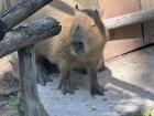 We finally found a capybara at a wildlife rehabilitation center