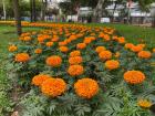 Even though it only rains two inches year in Lima, there are lots of beautiful flower beds as they have lots of water to use from rivers (there are big trucks full of water that water the flowers at night)