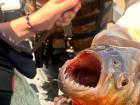 Piranha teeth