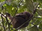 3 toed Sloth!