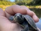 Carlos, the yellow spotted river turtle I released