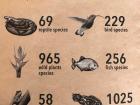 Numbers of species in the Amazon