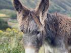 Peru has a diverse range of plants and wildlife, including donkeys in the mountains!!