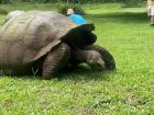 A Galapagos Giant Tortoise