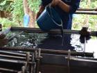 In Thailand, we learned how they recycle elephant dung to make eco-friendly paper products! Here, they are giving it a thorough rinse