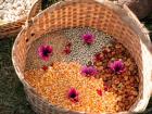 Indigenous people cultivate lots of grains: pictured are peas (top), corn (bottom) and haba beans (right)